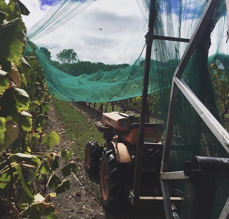 ElanVineyard – 03