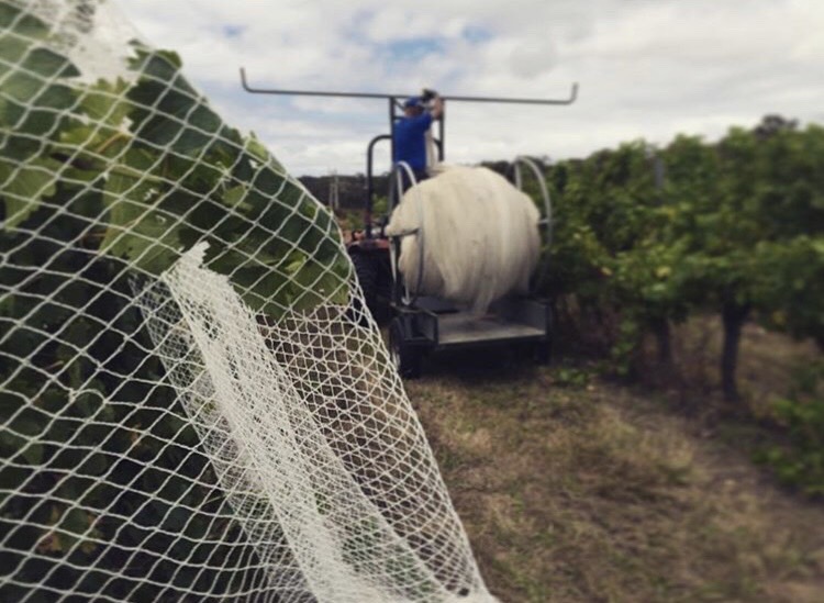 ElanVineyard – 07