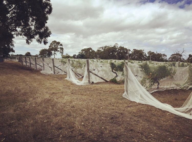 ElanVineyard – 08