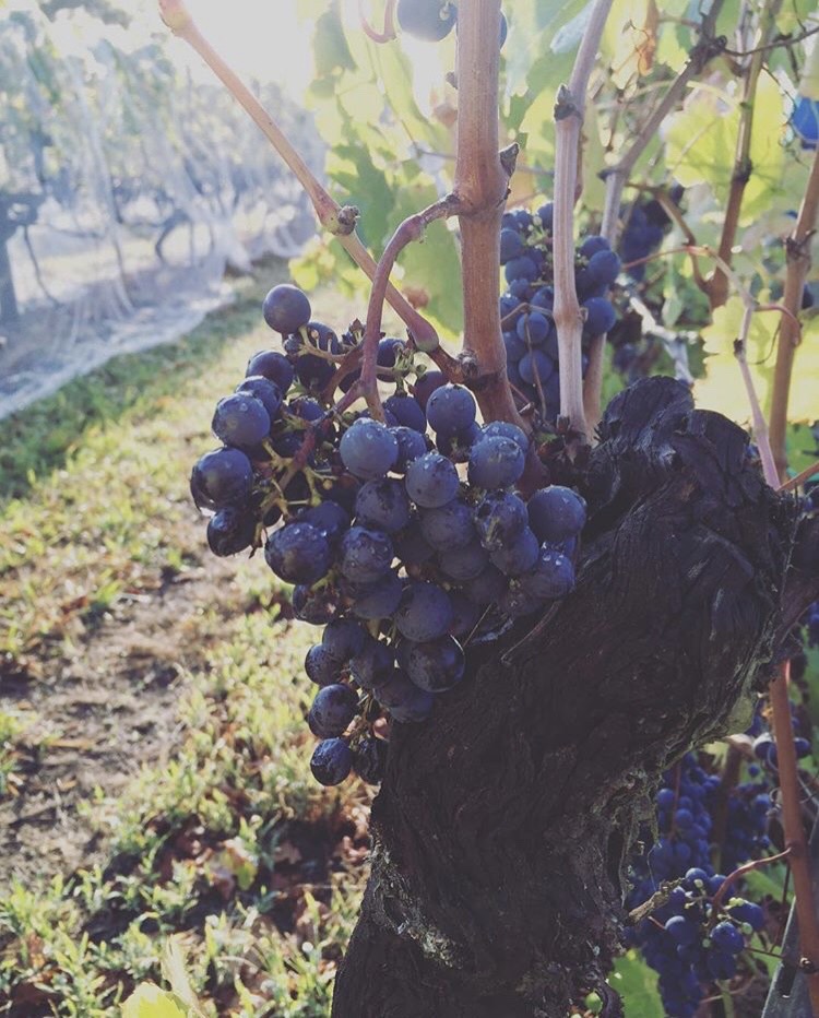 ElanVineyard – 10