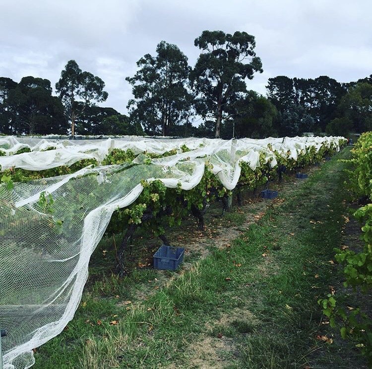 ElanVineyard – 11