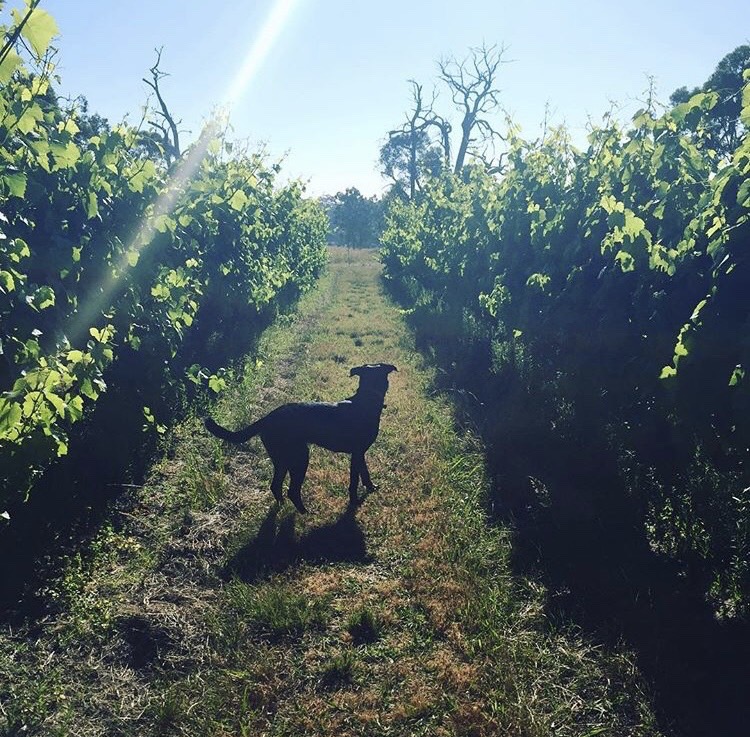 ElanVineyard – 13