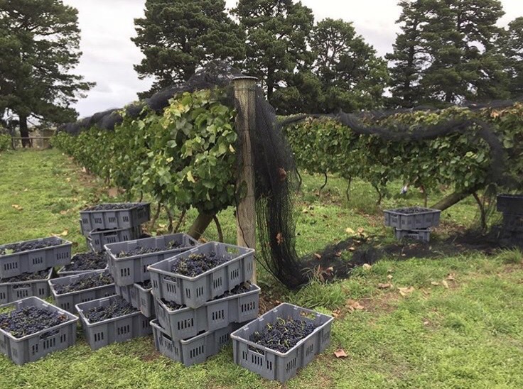 ElanVineyard – 14