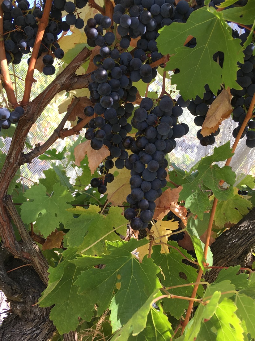 ElanVineyard Purple Grape1